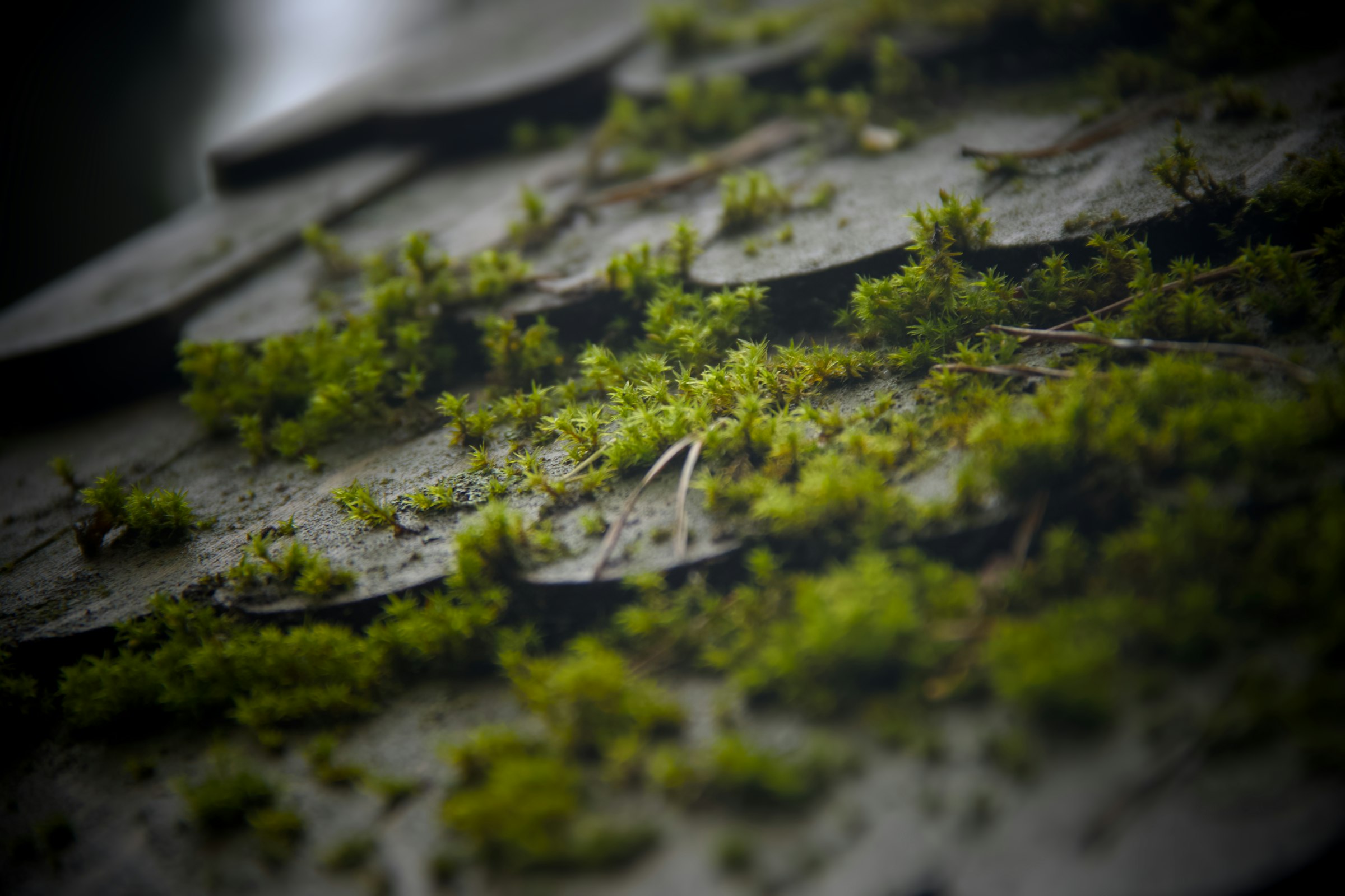 Close view of green moss growing along the edges of weathered roof shingles